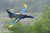 FMS Viper Jet EDF 70 PNP - 110 cm